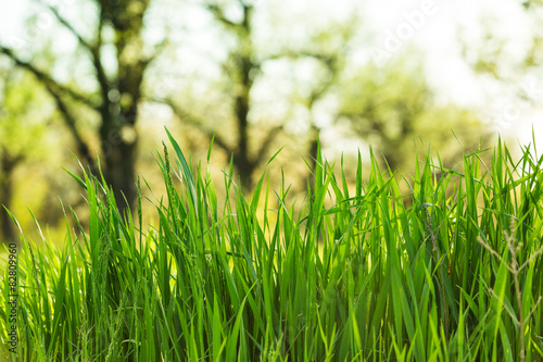 Fotoroleta trawa pole pastwisko ogród stokrotka