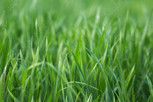 Fotoroleta jęczmień natura trawa pszenica