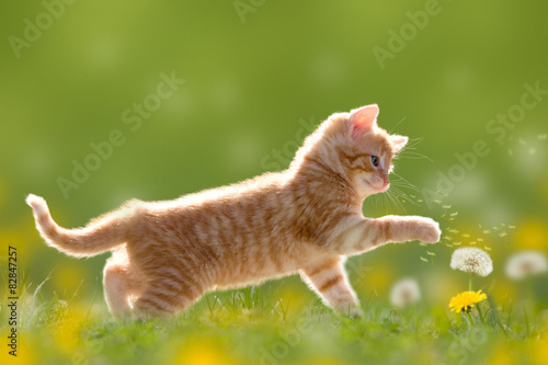 Obraz na płótnie Rudo biały kociak biega po łące