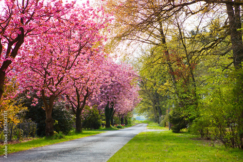 Fototapeta Wiosna w parku
