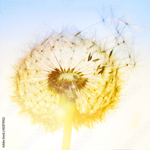 Fototapeta natura kwiat słońce