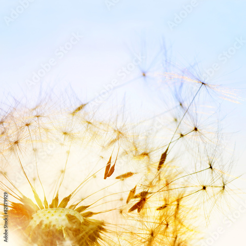 Naklejka niebo roślina kwiat słońce mniszek
