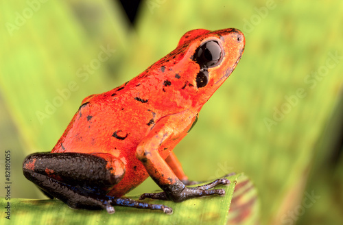 Fotoroleta żaba kostaryka dżungla płaz