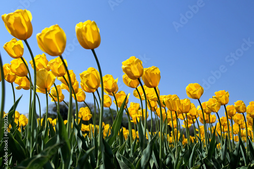 Plakat tulipan roślina kwiat bukiet pole