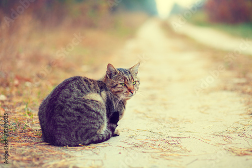 Fototapeta Kot syberyjski siedzi na poboczu