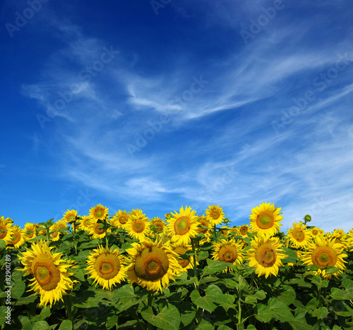 Obraz na płótnie pole pejzaż słonecznik