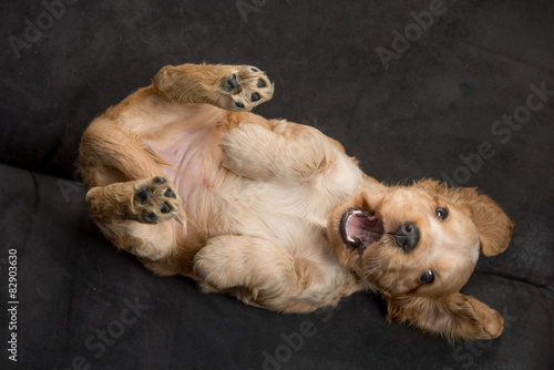Obraz na płótnie spaniel pies szczenię allein przyjemność