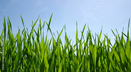Naklejka trawa pastwisko lato łąka niebo