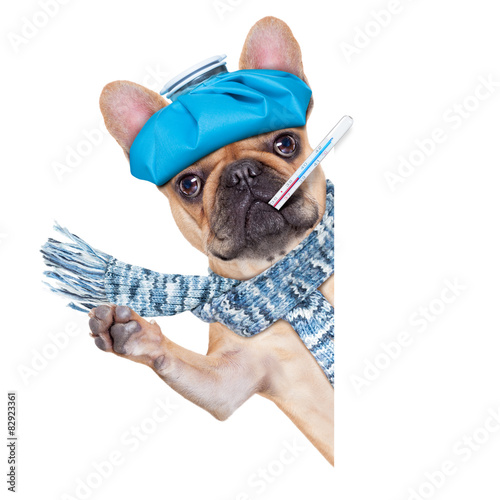 Obraz na płótnie medycyna pies zabawa bokser