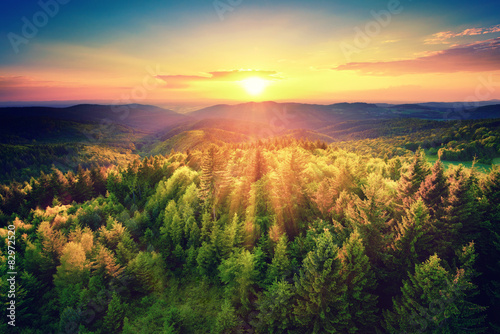Plakat lato las słońce krajobraz drzewa