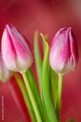 Fotoroleta ogród tulipan natura piękny