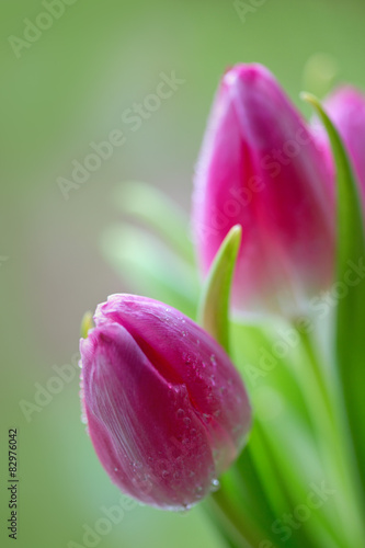 Obraz na płótnie natura kwiat tulipan bukiet roślina