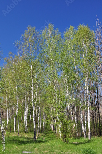 Obraz na płótnie błękitne niebo brzoza las sprężyna 