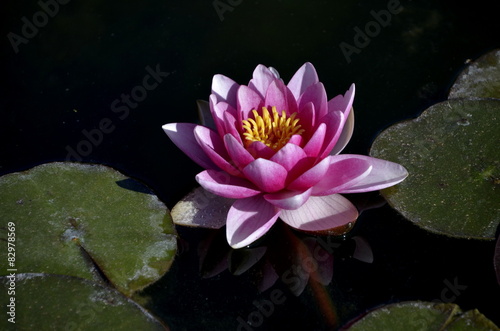 Plakat kwiat żaba lilia stawy różowy