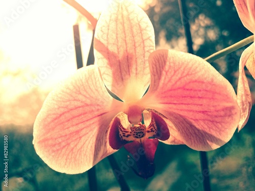 Fototapeta storczyk kwiat roślina tło urodziny
