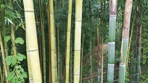 Plakat las bambus zen roślina