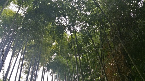 Fototapeta bambus zen las liść