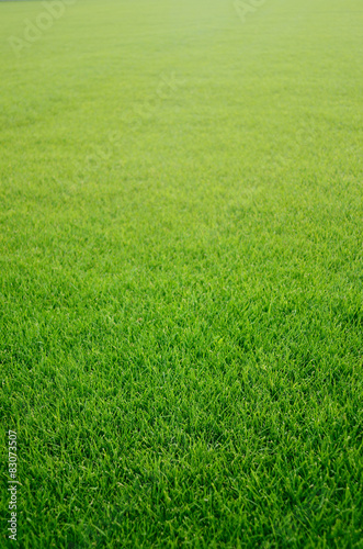 Obraz na płótnie trawa łąka piłka nożna ogród