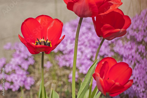 Plakat tulipan roślina kwiat park ogród