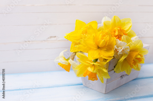 Fototapeta Background with fresh narcissus in wooden pot