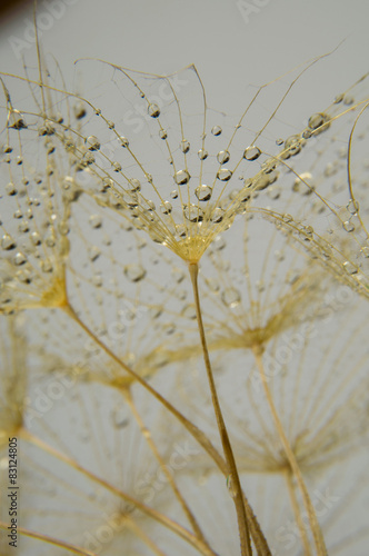 Fototapeta woda roślina łąka kwiat fiołek