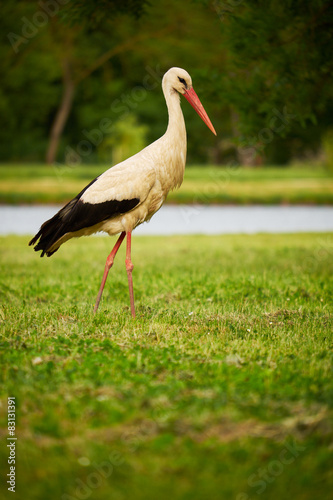 Fototapeta ptak wiejski zwierzę dziki trawa