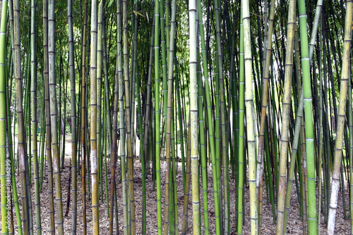 Fototapeta roślina las bambus park natura
