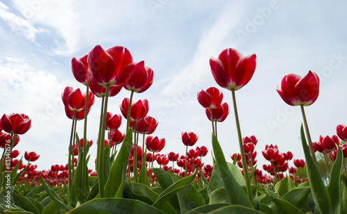 Plakat tulipan spokojny rolnictwo wiejski holandia