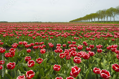 Fotoroleta tulipan wieś perspektywa spokojny