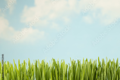 Obraz na płótnie roślina lato trawa pole natura