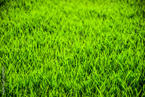 Fototapeta rolnictwo ziarno słońce łąka pejzaż