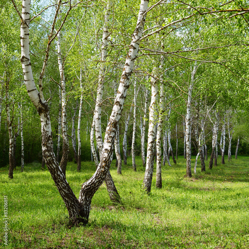Plakat piękny pejzaż wiejski natura drzewa