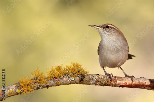 Fotoroleta ptak zwierzę natura las