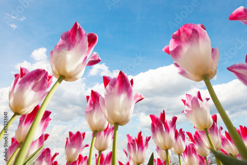 Obraz na płótnie piękny kwitnący pole holandia wiejski