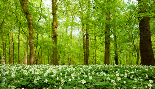 Obraz na płótnie roślina natura kwiat las zielony