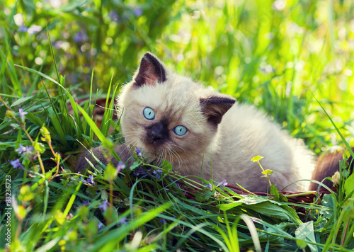 Fototapeta Uroczy kociak odpoczywa w trawie