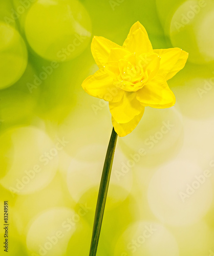 Fotoroleta Yellow daffodil (narcissus) flower, gradient background.