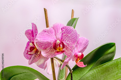 Obraz na płótnie storczyk piękny kwitnący fiołek orhidea