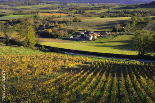 Fototapeta wiejski natura winorośl