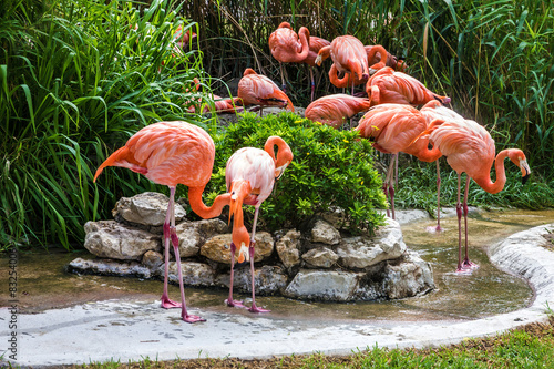 Naklejka portugalia flamingo zwierzę