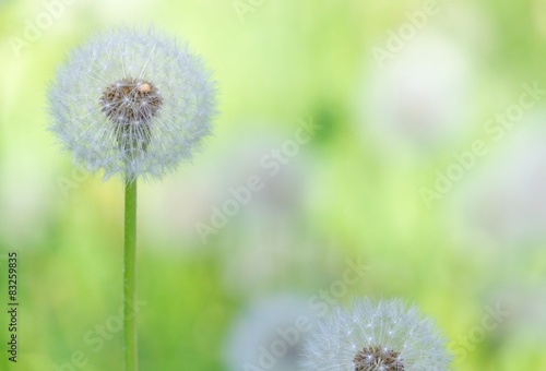 Plakat mniszek zabawa pyłek ogród