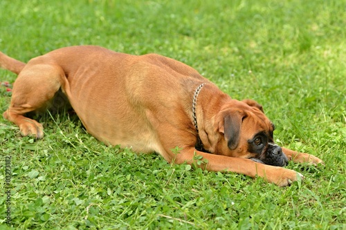Obraz na płótnie Boxer na trawie