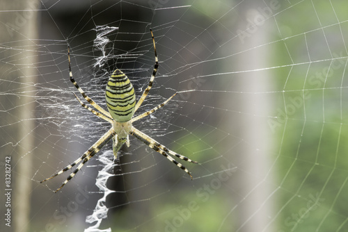 Naklejka ogród pająk wzór natura noga