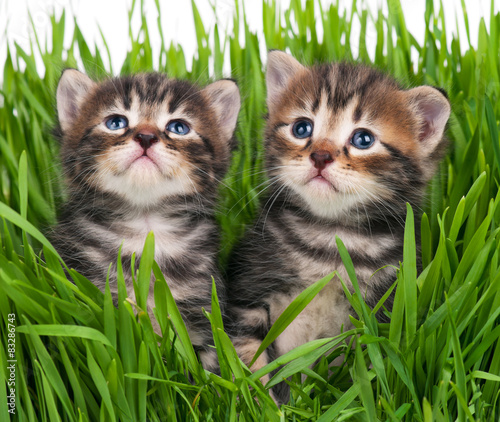 Obraz na płótnie Urocze dwa kociaki w trawie