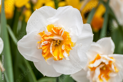 Naklejka Narcissus flower