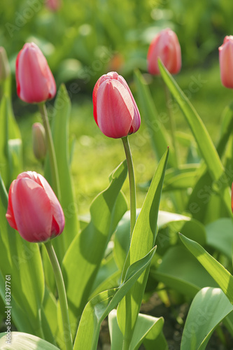 Fototapeta natura ogród kwitnący tulipan