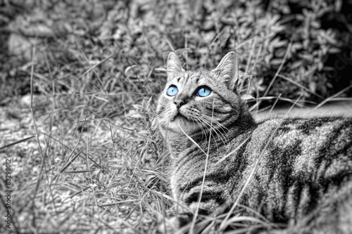Obraz na płótnie Kot o niebieskich oczach