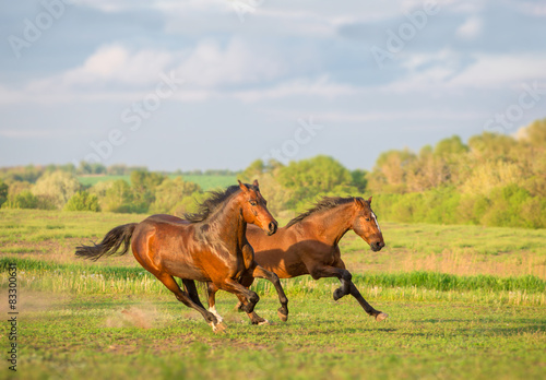 Obraz na płótnie klacz ruch para natura koń