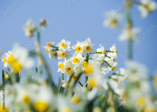 Fotoroleta narcyz kwiat przeznaczenia horyzont bokeh