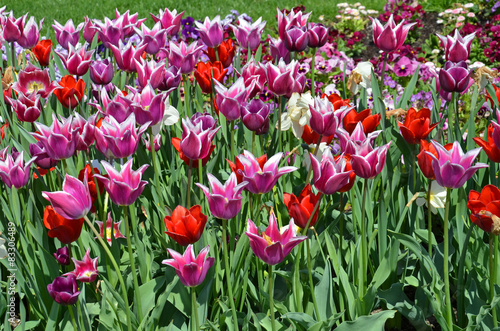 Fotoroleta narcyz park kwiat tulipan
